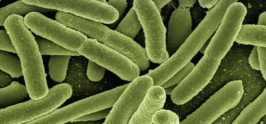Résistance aux antimicrobiens : prévenir pour mieux guérir
