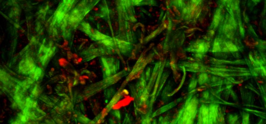 Le patrimoine culturel au microscope